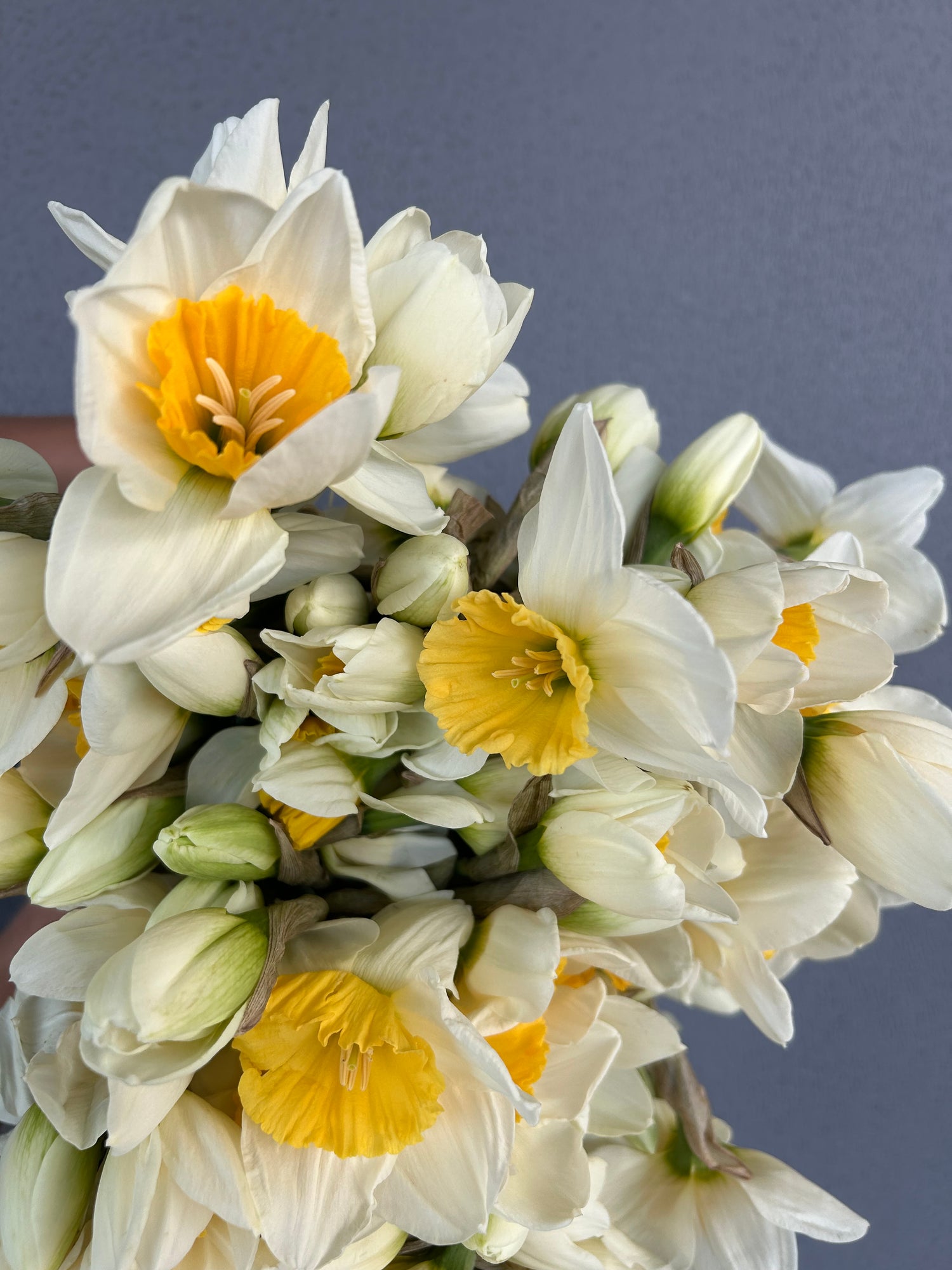 Daffodils