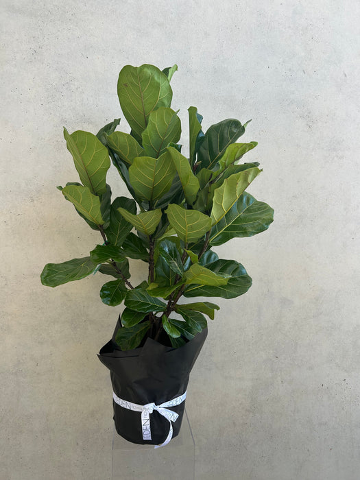 Large Fiddle Leaf Fig