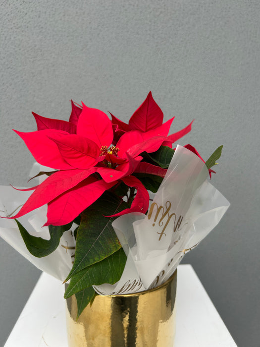 Poinsettia Plants