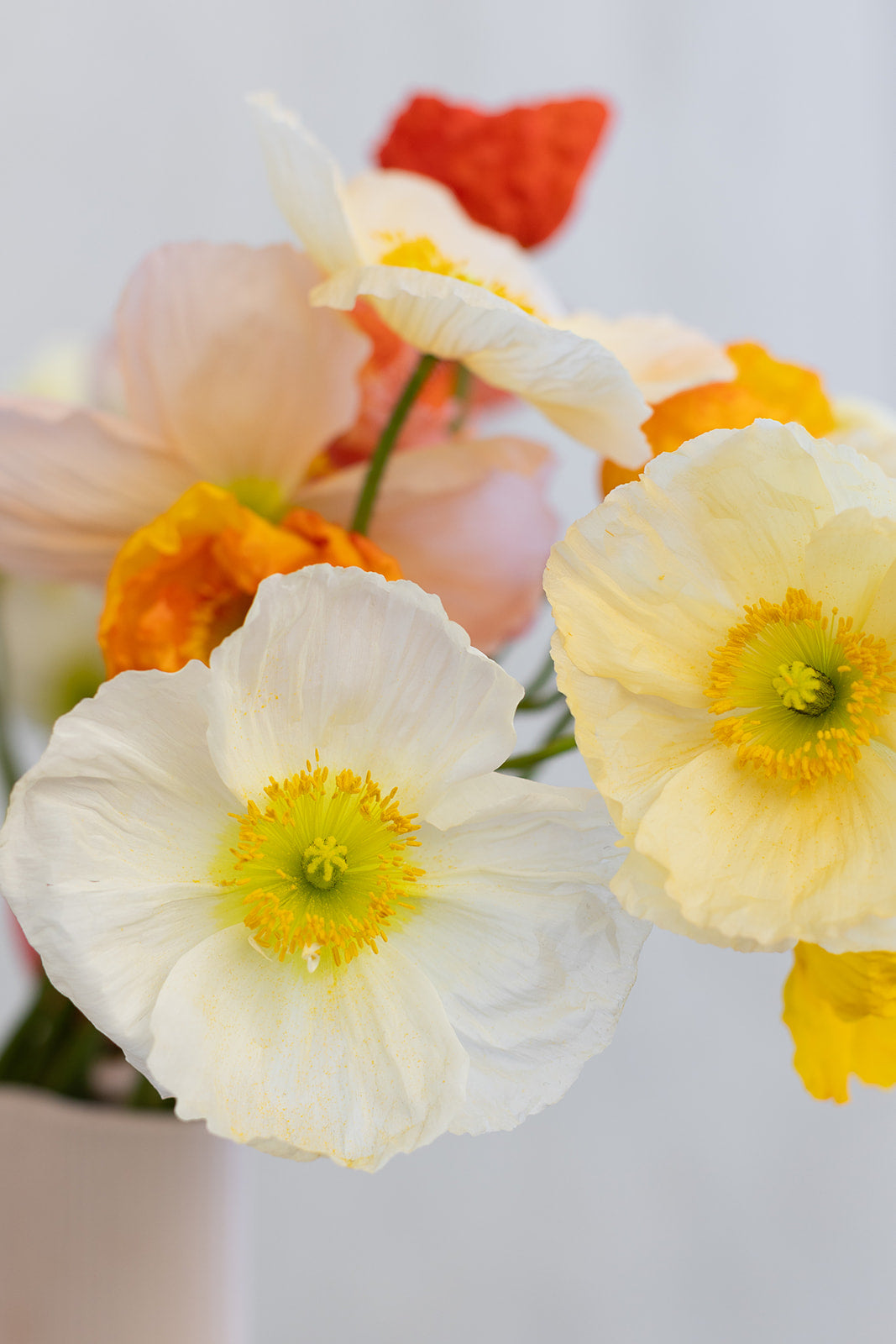 Weekly Flower Addict