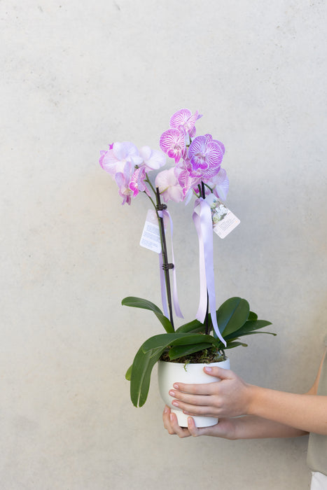 Phalaenopsis Orchid Plant