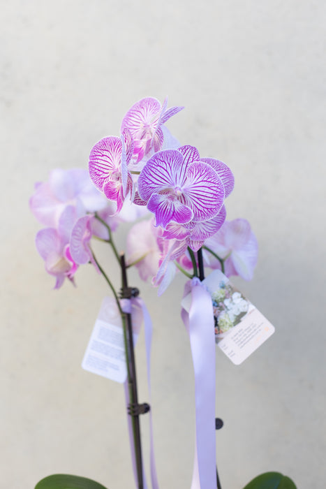 Phalaenopsis Orchid Plant