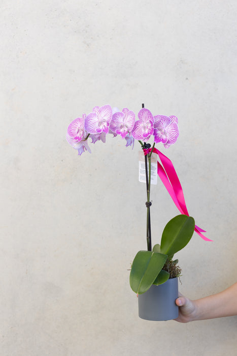 Phalaenopsis Orchid Plant