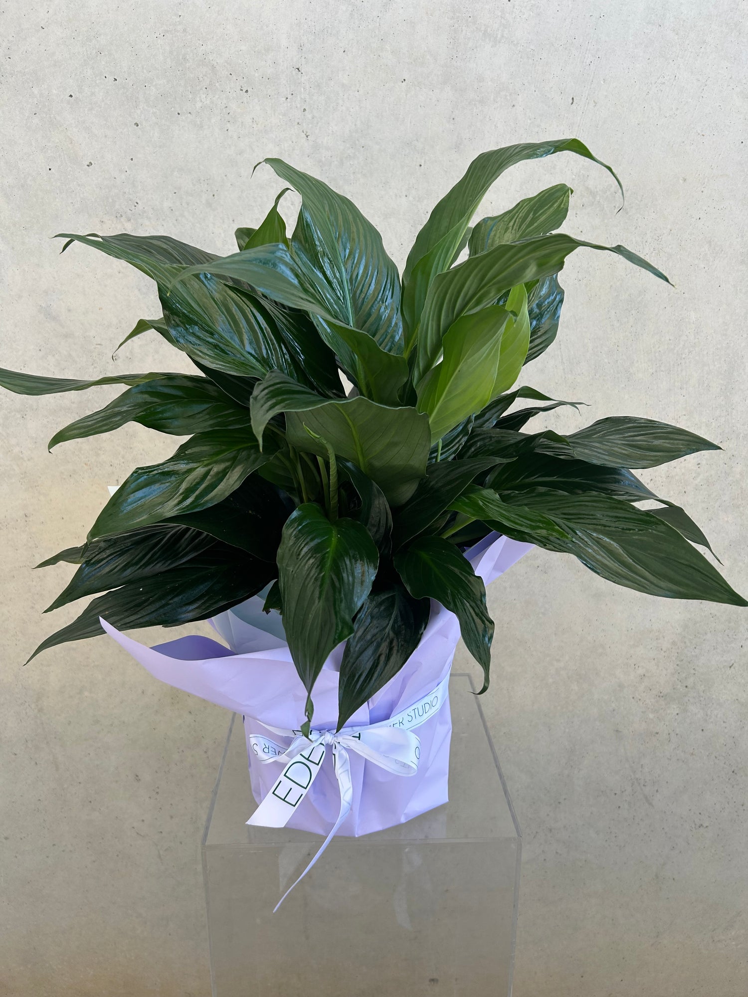 Peace Lily Plant