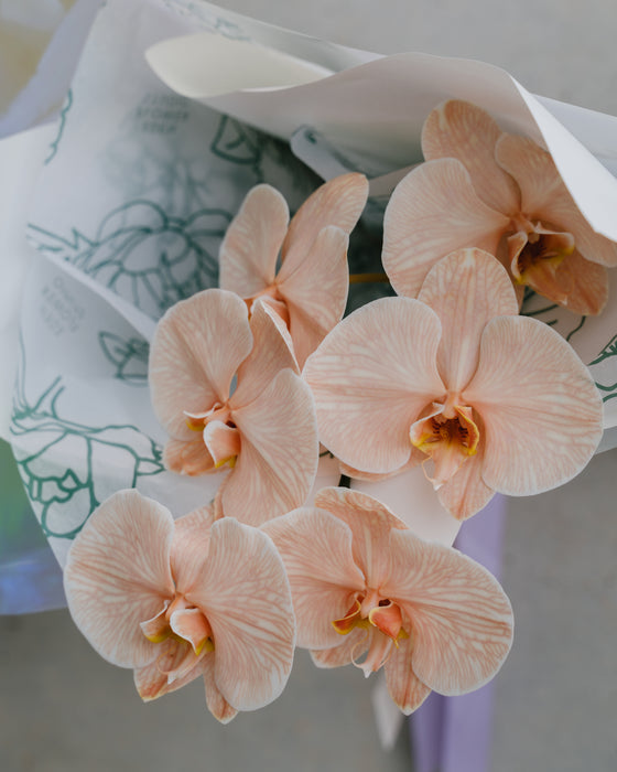 Phalaenopsis Orchid Stem Wrapped