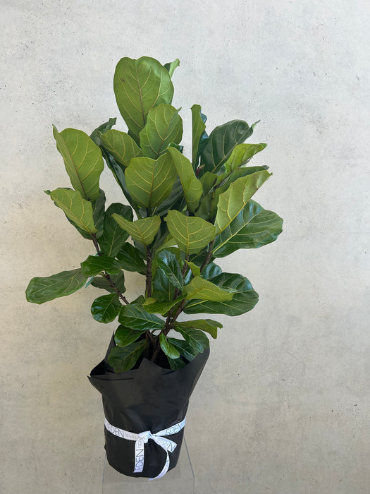 Large Fiddle Leaf Fig