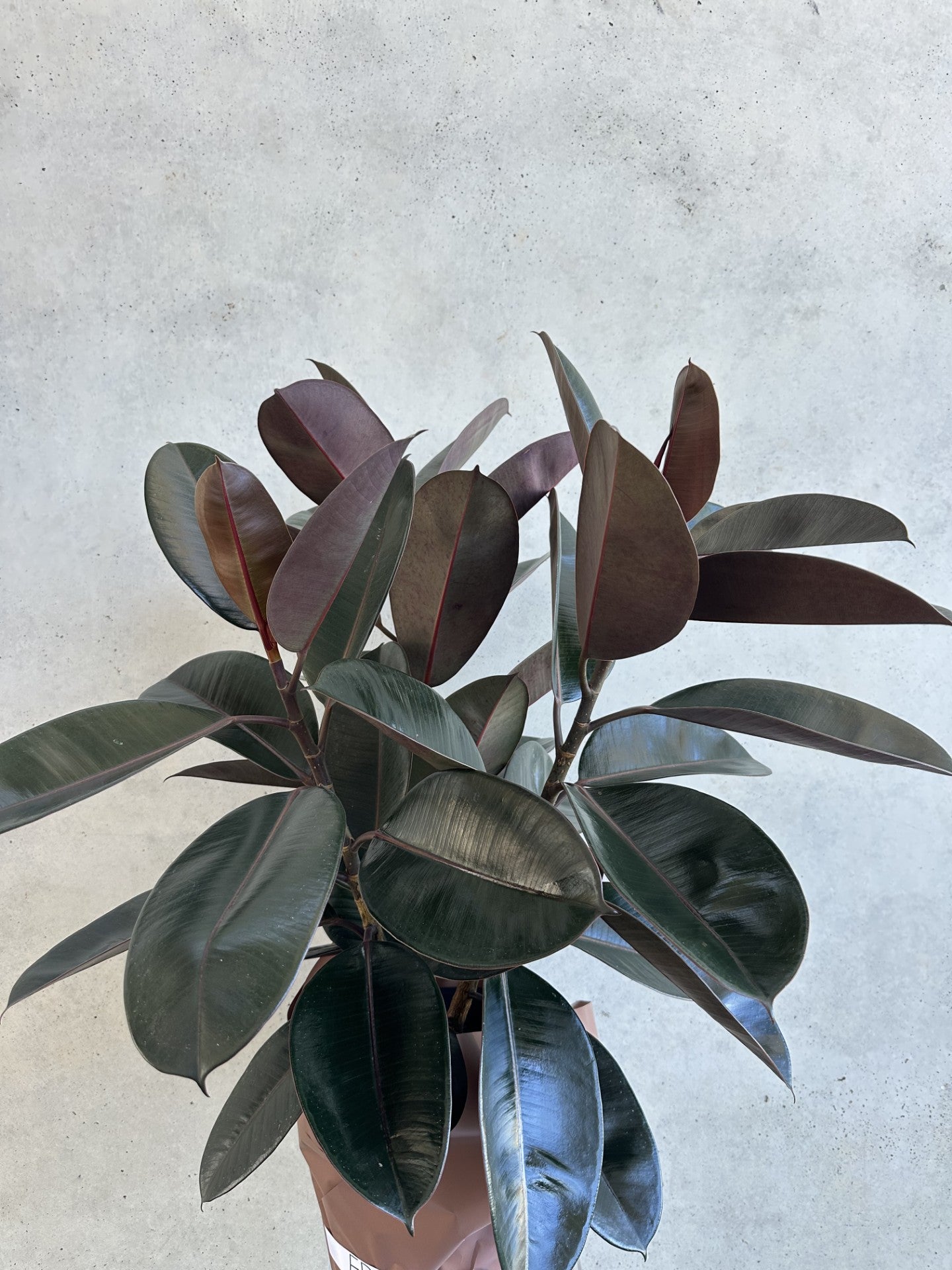 Ficus