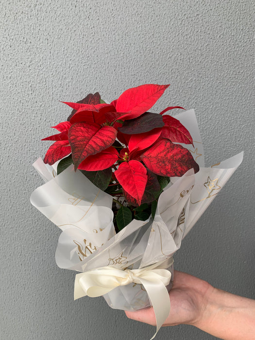 Poinsettia Plants