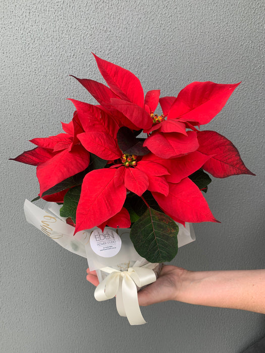 Poinsettia Plants