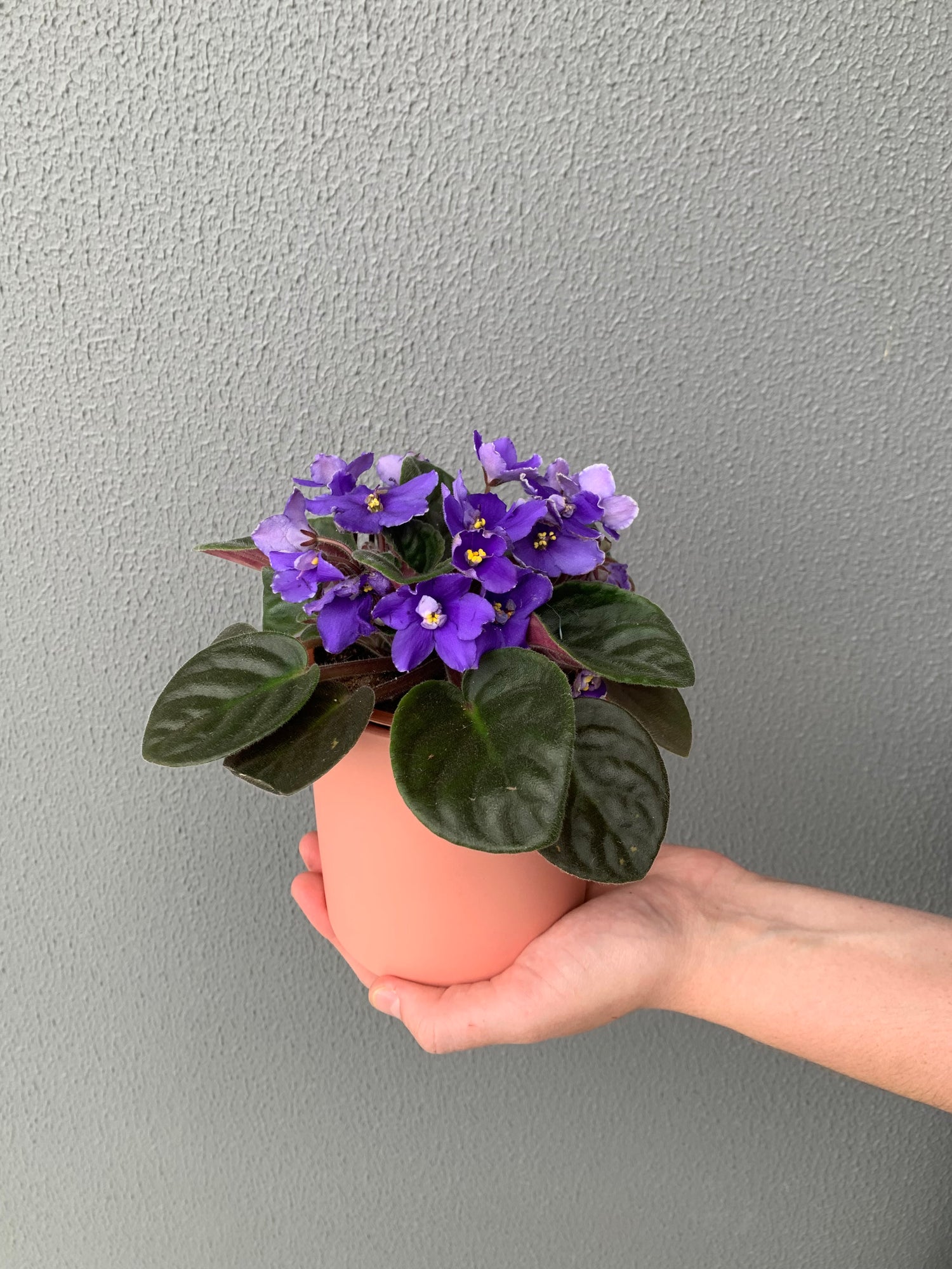 African Violet Plant